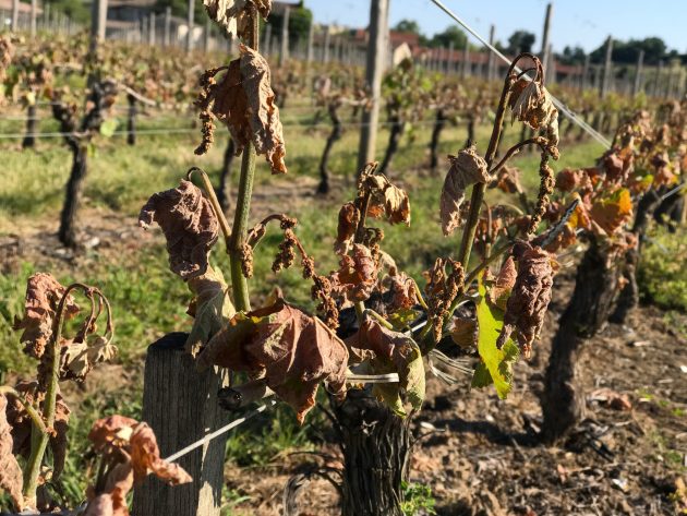 The ghastly frost damage in Bordeaux