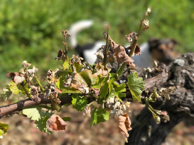 Note the baby bunches of unformed grapes. (Ch Bauduc.)