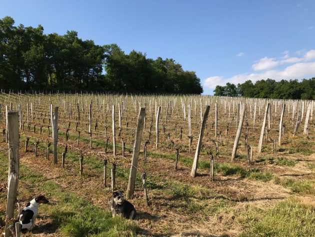 Frost damaged Sauvignon on the lower slopes at Bauduc.