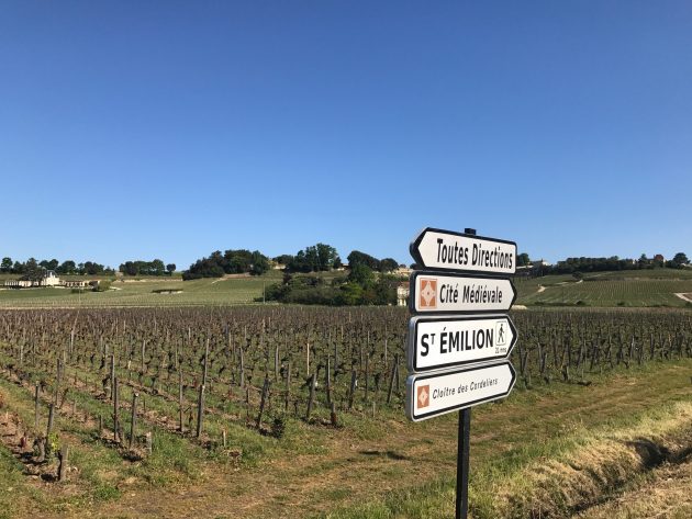 Far less frost damage to vines on the hillsides in St-Emilion compared to these, lower down.