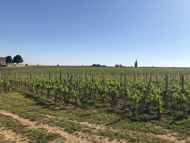 What they should look like. No damage on the limestone plateau in St-Emilion.